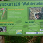 Wildkatzen Walderlebnis